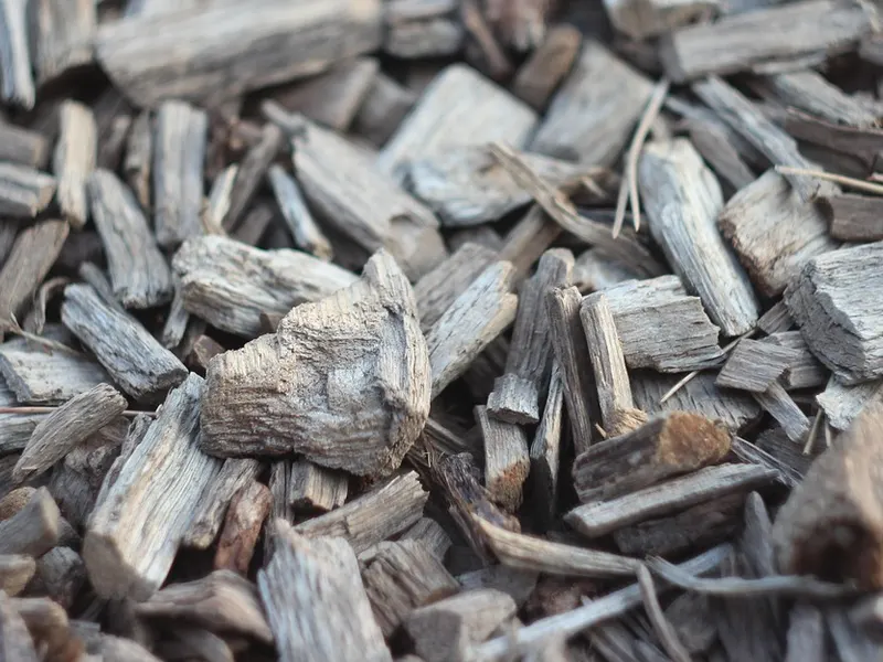 Close-up of fresh wood chips produced by a stump grinder during a residential job